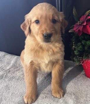Tyson